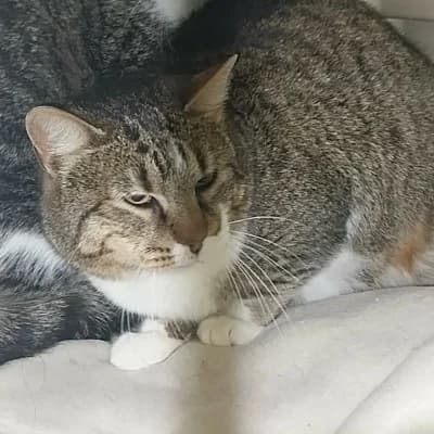 Fuxy, female Mixed Breed for adoption at Stichting Happy Dogs of Romania, KG Uithoorn