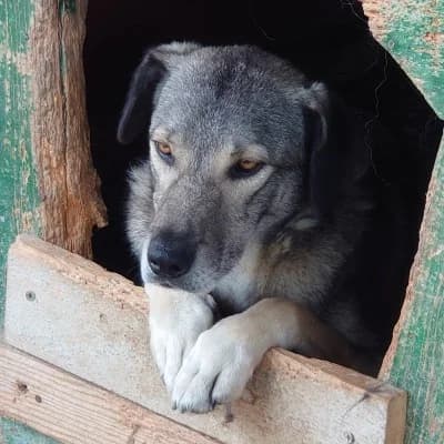 Grey, male 7yo Mixed Breed for adoption at Stichting Happy Dogs of Romania, KG Uithoorn