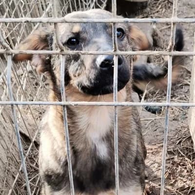 Isa, female 3yo Mixed Breed for adoption at Stichting Happy Dogs of Romania, KG Uithoorn