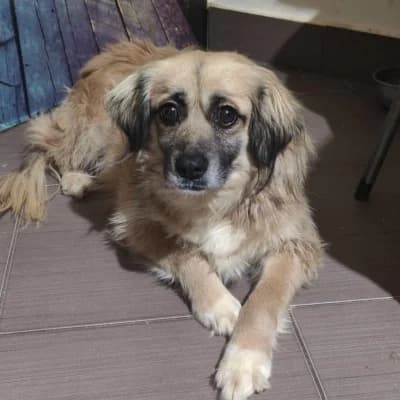 Isis, female 5yo Mixed Breed for adoption at Stichting Happy Dogs of Romania, KG Uithoorn