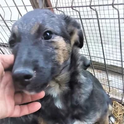 Jace, male 4yo Mixed Breed for adoption at Stichting Happy Dogs of Romania, KG Uithoorn