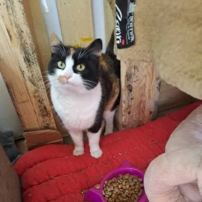 Jara, female Mixed Breed for adoption at Stichting Happy Dogs of Romania, KG Uithoorn