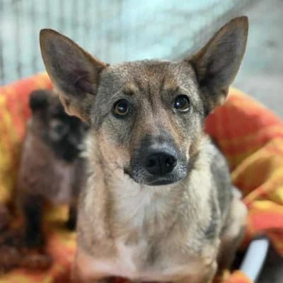 Jean, female Mixed Breed for adoption at Stichting Happy Dogs of Romania, KG Uithoorn