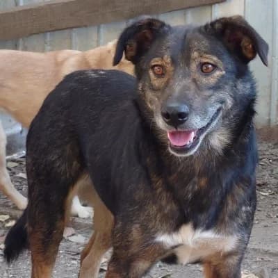 Jinx, female 4yo Mixed Breed for adoption at Stichting Happy Dogs of Romania, KG Uithoorn