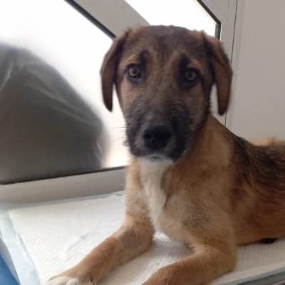 Joey, male 3yo Mixed Breed for adoption at Stichting Happy Dogs of Romania, KG Uithoorn