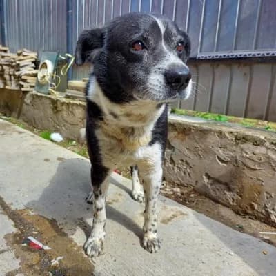 Jude, male senior Mixed Breed for adoption at Stichting Happy Dogs of Romania, KG Uithoorn