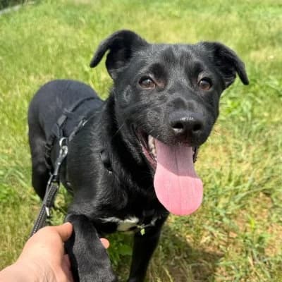 Kane, male Mixed Breed for adoption at Stichting Happy Dogs of Romania, KG Uithoorn