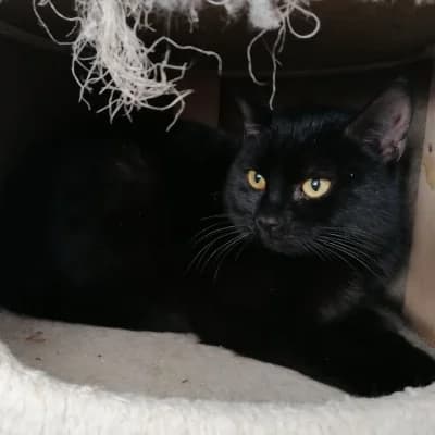 Kim, female Mixed Breed for adoption at Stichting Happy Dogs of Romania, KG Uithoorn