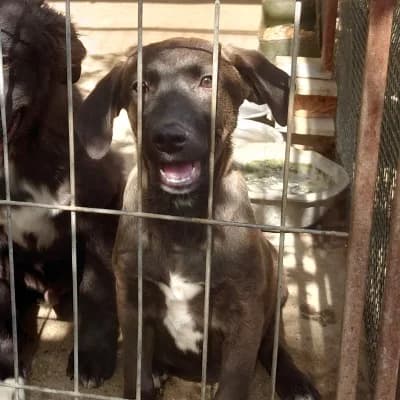 Kira, female 3yo Mixed Breed for adoption at Stichting Happy Dogs of Romania, KG Uithoorn