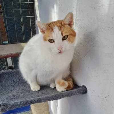 Kya, female Mixed Breed for adoption at Stichting Happy Dogs of Romania, KG Uithoorn