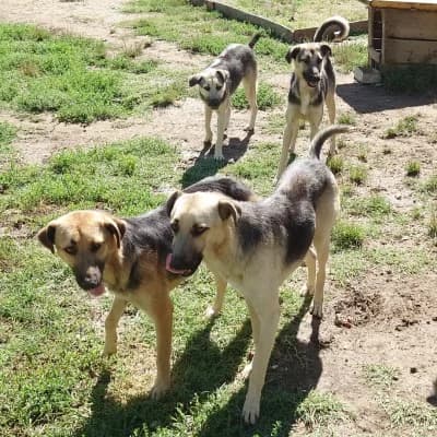 Lia, female young Mixed Breed for adoption at Stichting Happy Dogs of Romania, KG Uithoorn