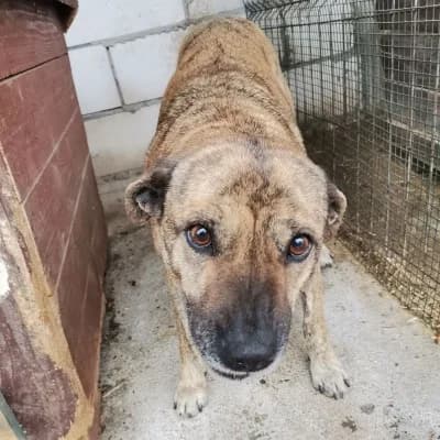 Lola, female 5yo Mixed Breed for adoption at Stichting Happy Dogs of Romania, KG Uithoorn