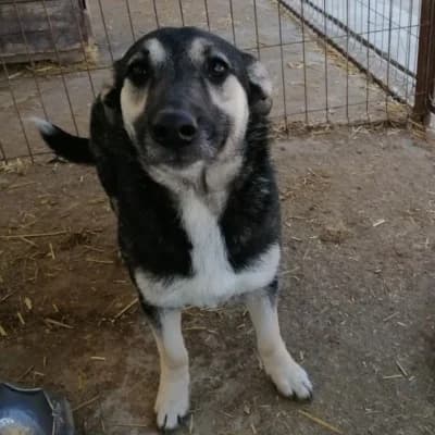 Lori, female young Mixed Breed for adoption at Stichting Happy Dogs of Romania, KG Uithoorn