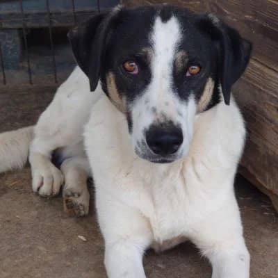 Lou, female 5yo Mixed Breed for adoption at Stichting Happy Dogs of Romania, KG Uithoorn