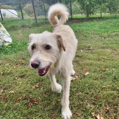 Luna, female Mixed Breed for adoption at Stichting Happy Dogs of Romania, KG Uithoorn