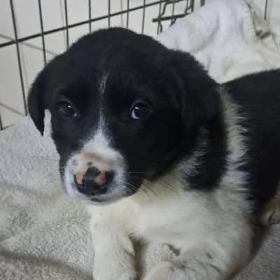 Luno, male puppy Mixed Breed for adoption at Stichting Happy Dogs of Romania, KG Uithoorn