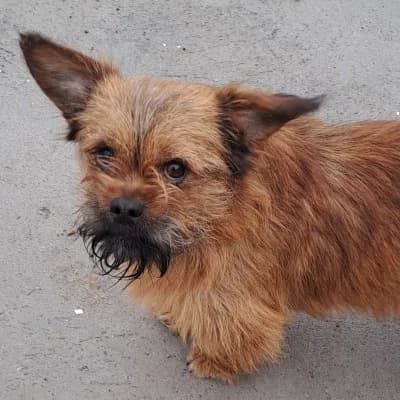 Mac, male young Mixed Breed for adoption at Stichting Happy Dogs of Romania, KG Uithoorn