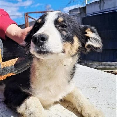 Mady, female 3yo Mixed Breed for adoption at Stichting Happy Dogs of Romania, KG Uithoorn