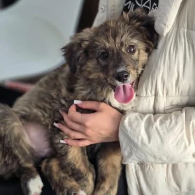 Mara, female Mixed Breed for adoption at Stichting Happy Dogs of Romania, KG Uithoorn