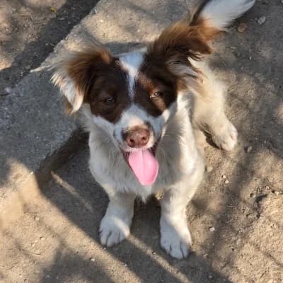 Max, male young Mixed Breed for adoption at Stichting Happy Dogs of Romania, KG Uithoorn