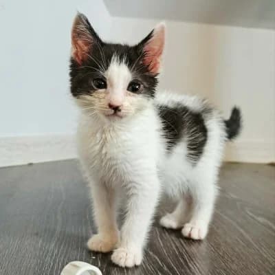 Mia, female Mixed Breed for adoption at Stichting Happy Dogs of Romania, KG Uithoorn