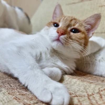 Nala, female Mixed Breed for adoption at Stichting Happy Dogs of Romania, KG Uithoorn