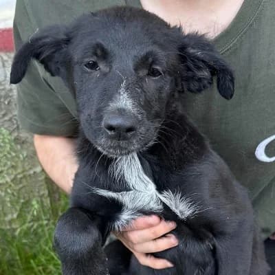 Nel, female 3yo Mixed Breed for adoption at Stichting Happy Dogs of Romania, KG Uithoorn