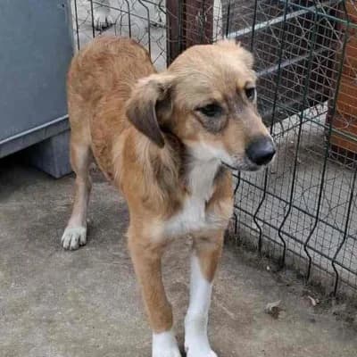 Nela, female young Mixed Breed for adoption at Stichting Happy Dogs of Romania, KG Uithoorn