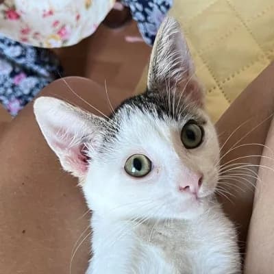 Nety, female Mixed Breed for adoption at Stichting Happy Dogs of Romania, KG Uithoorn