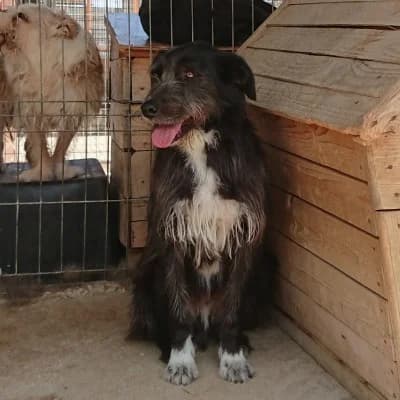 Oreo, male senior Mixed Breed for adoption at Stichting Happy Dogs of Romania, KG Uithoorn