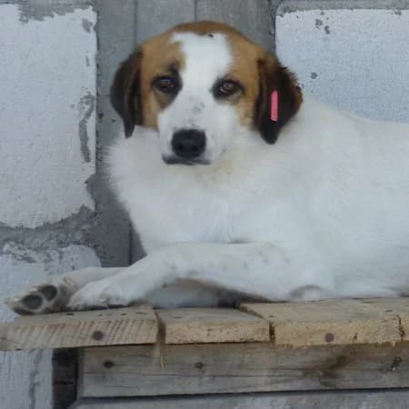 Prya, female 5yo Mixed Breed for adoption at Stichting Happy Dogs of Romania, KG Uithoorn