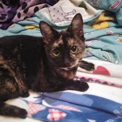 Ruby, female Mixed Breed for adoption at Stichting Happy Dogs of Romania, KG Uithoorn