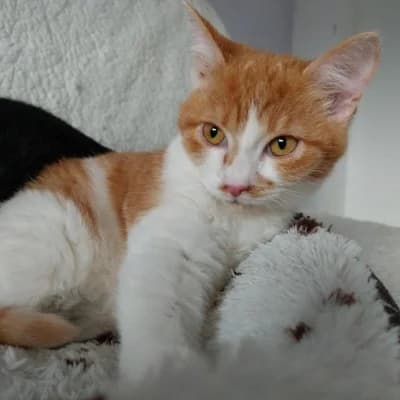 Tick, male Mixed Breed for adoption at Stichting Happy Dogs of Romania, KG Uithoorn