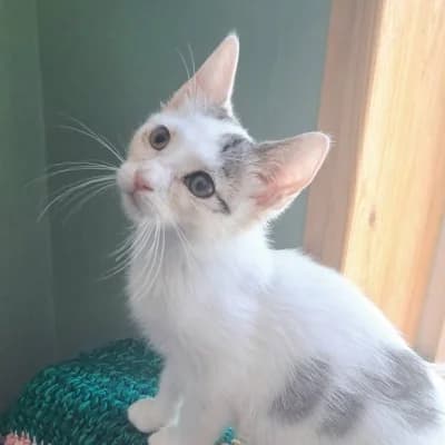 Tofu, male Mixed Breed for adoption at Stichting Happy Dogs of Romania, KG Uithoorn
