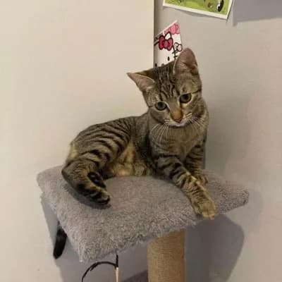 Xena, female Mixed Breed for adoption at Stichting Happy Dogs of Romania, KG Uithoorn