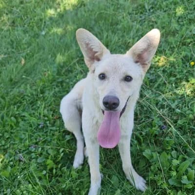 Yumi, female Mixed Breed for adoption at Stichting Happy Dogs of Romania, KG Uithoorn