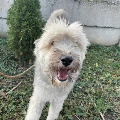 Zaky, male Mixed Breed for adoption at Stichting Happy Dogs of Romania, KG Uithoorn