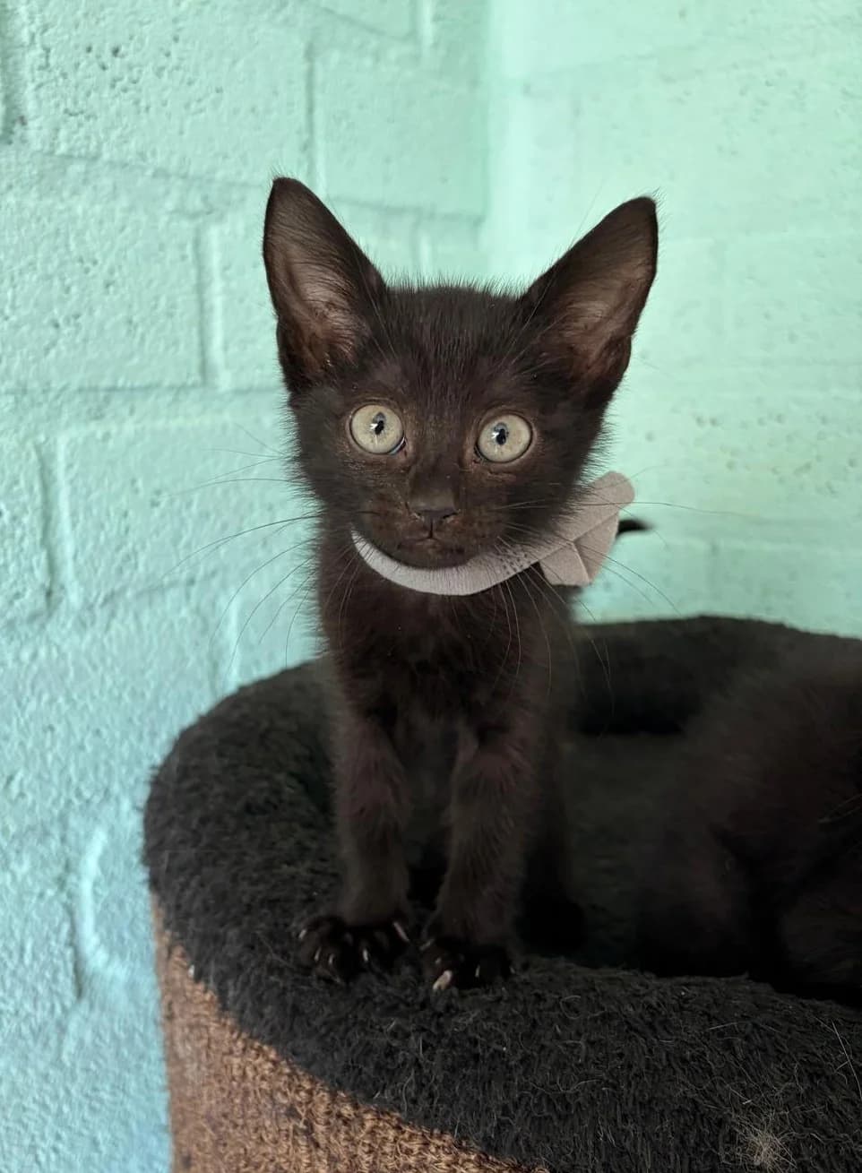 DALLAS, male puppy Mixed Breed for adoption at Het Dierenhuis