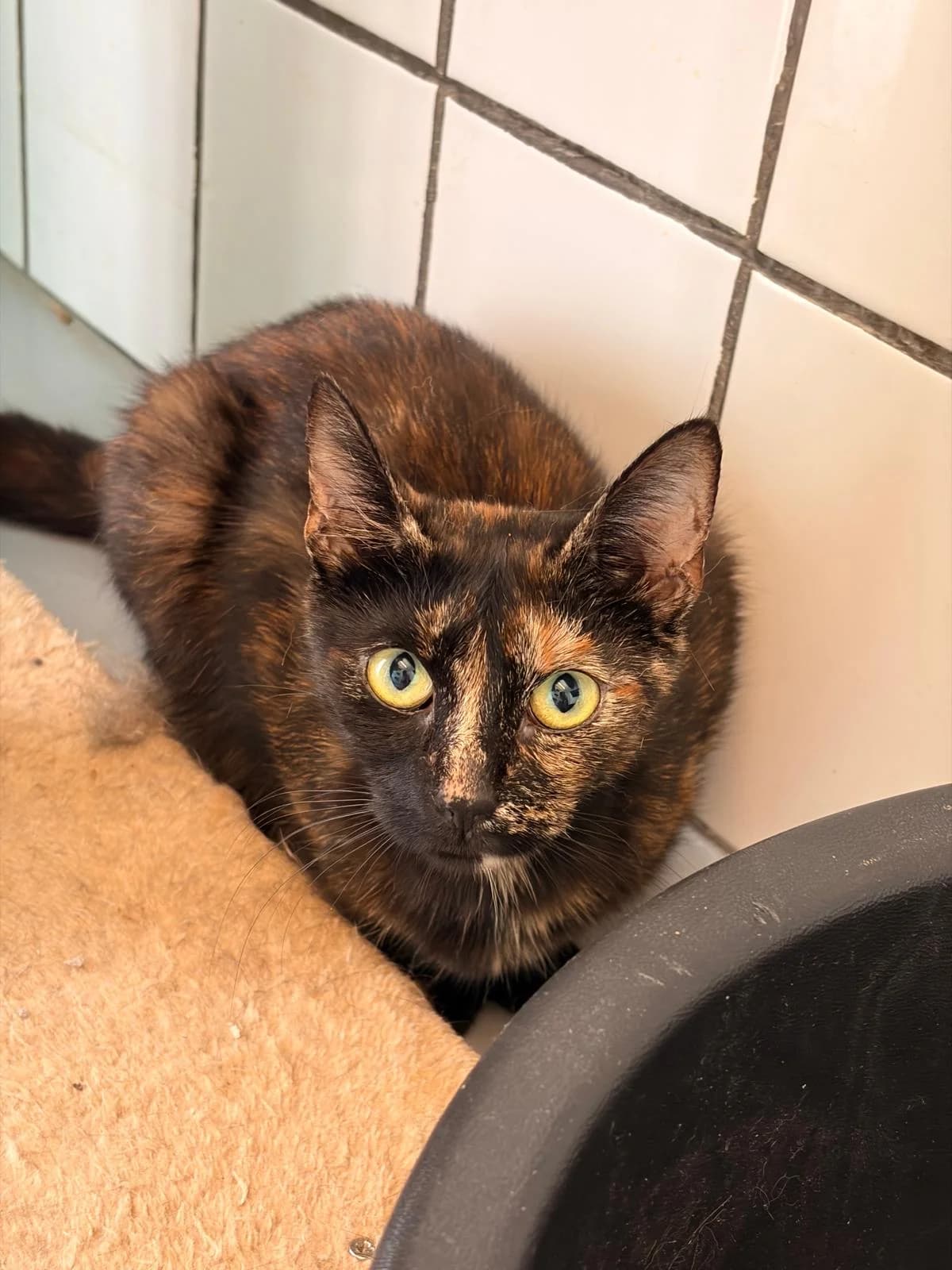 FIEN, Mixed Breed (Het Dierenhuis)