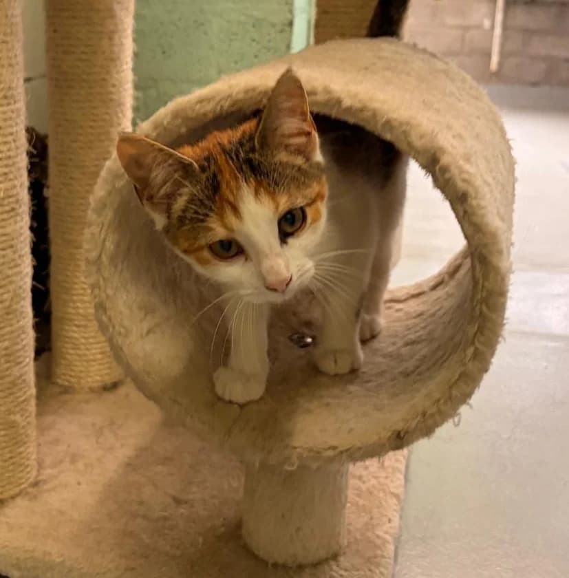 MAYA, Mixed Breed (Het Dierenhuis)