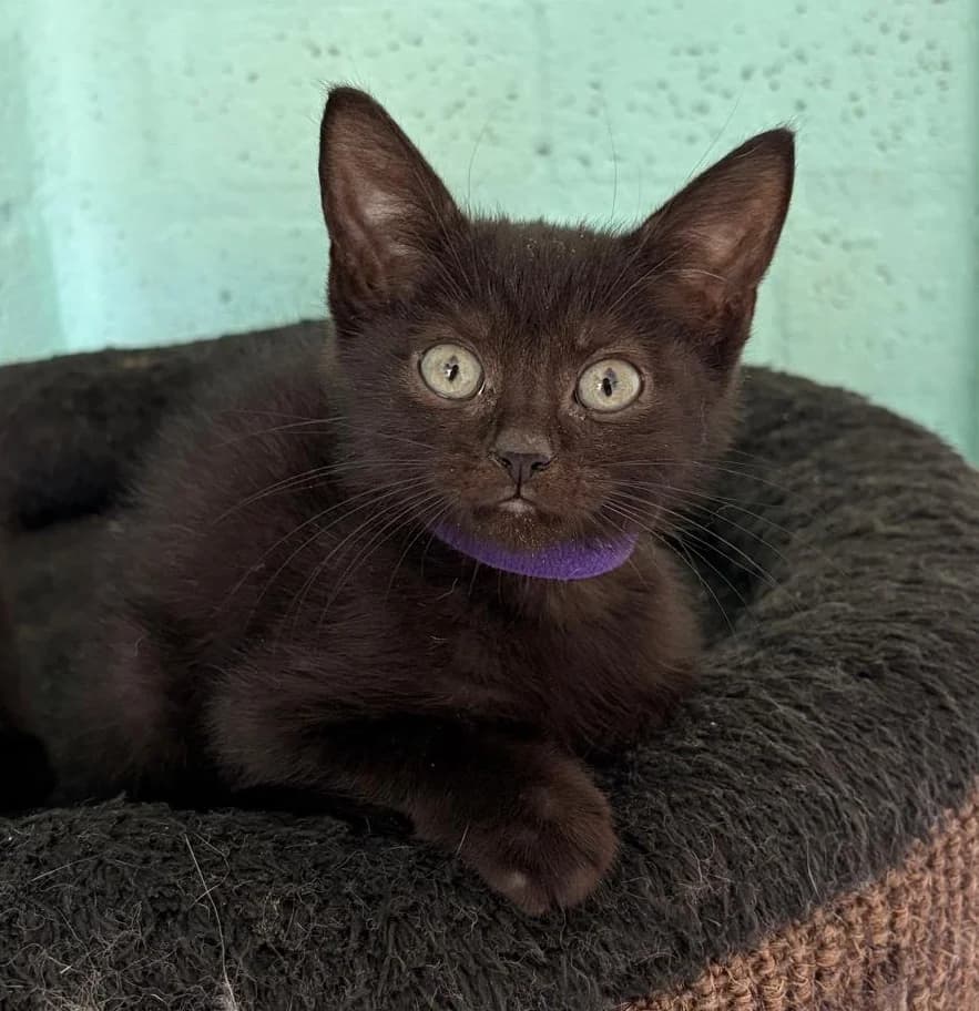 MEMPHIS, Mixed Breed (Het Dierenhuis)