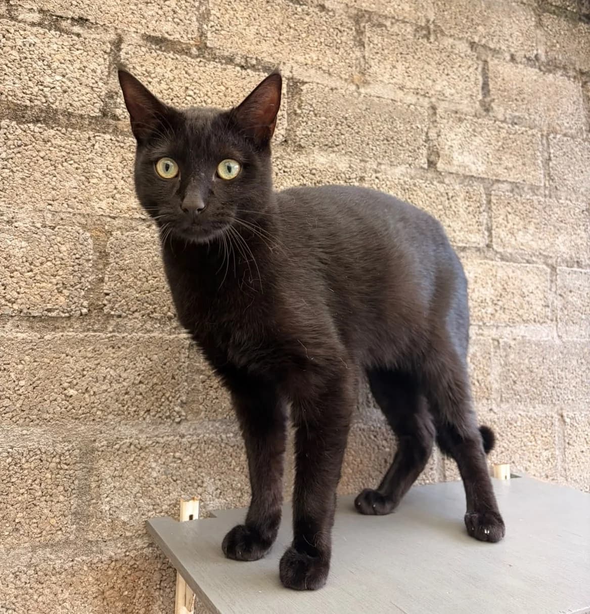 Nero, male Mixed Breed for adoption at Het Dierenhuis