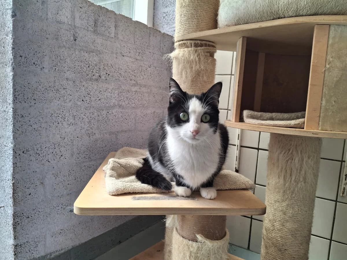 Nyla, Mixed Breed (Het Dierenhuis)