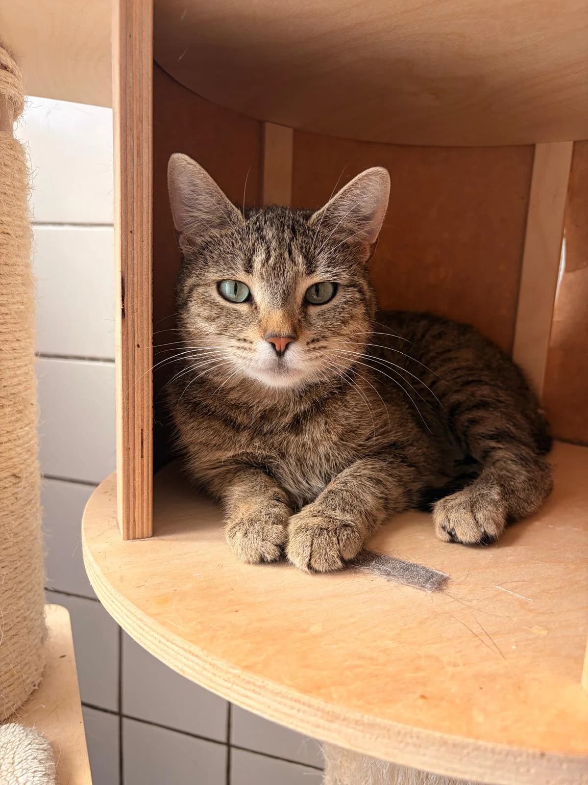Puck, female Mixed Breed for adoption at Het Dierenhuis
