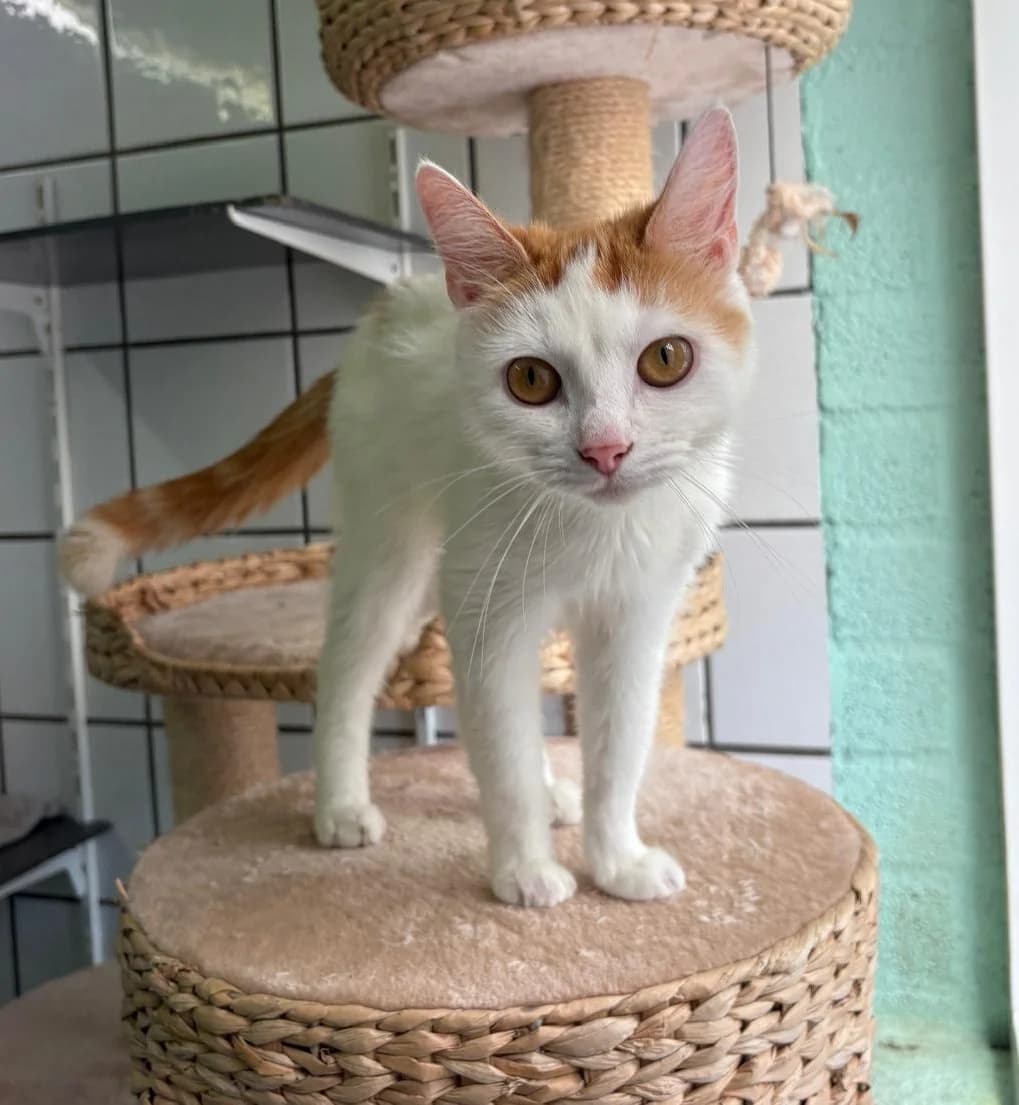 Rosie, female Mixed Breed for adoption at Het Dierenhuis
