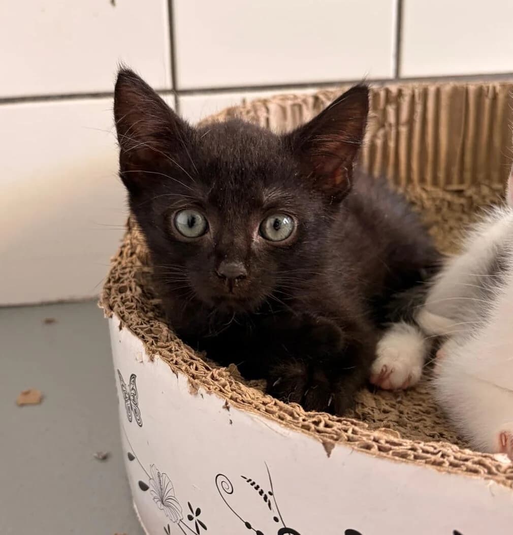 SIMBA, Mixed Breed (Het Dierenhuis)