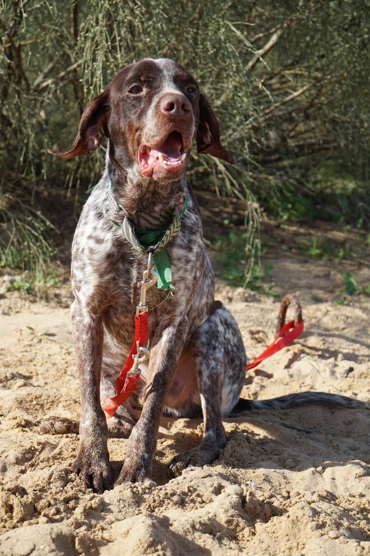Yamal, male mixed breed for adoption at Stichting Hobodogs