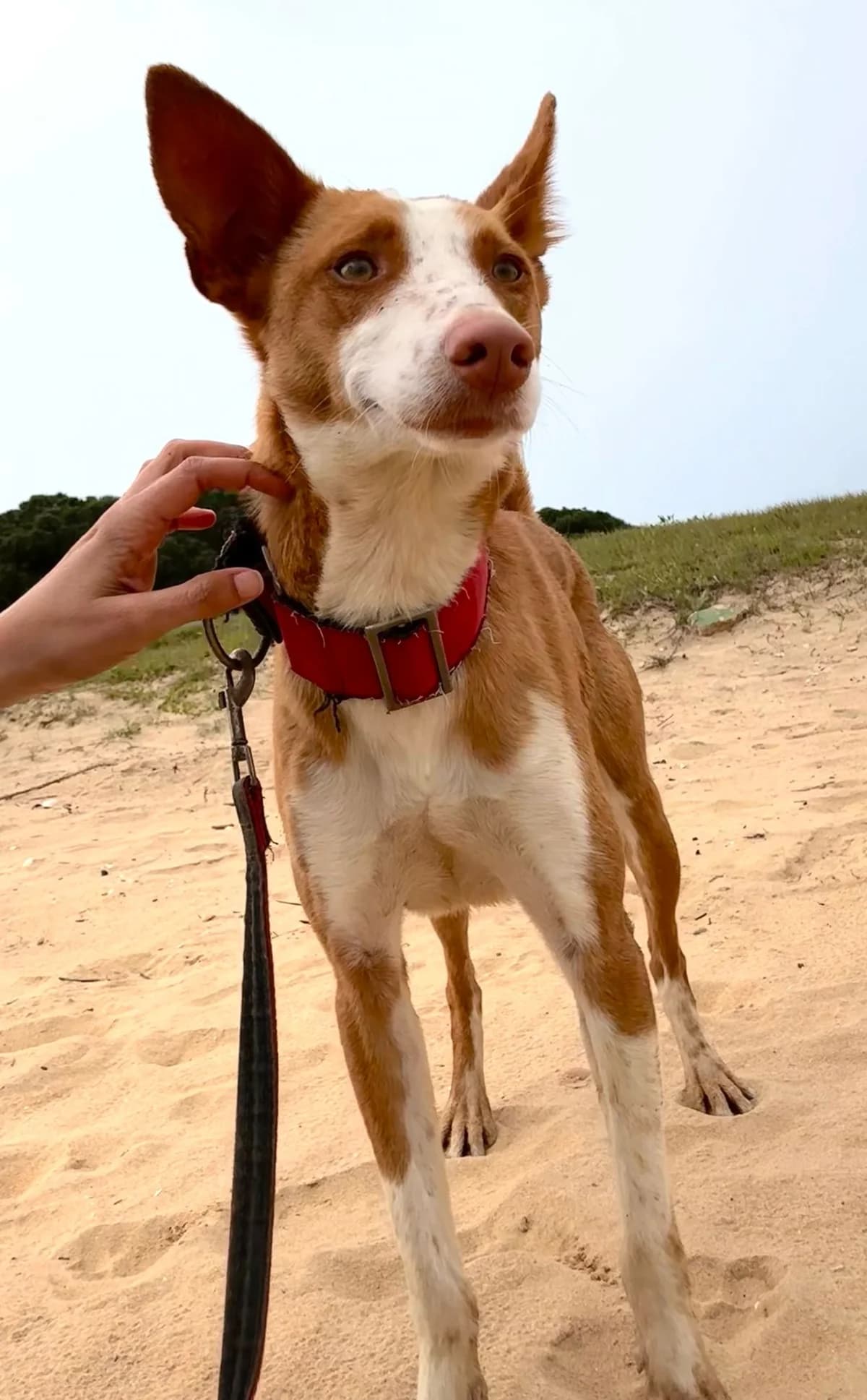 Carlitos, male Podenco for adoption at Stichting Hobodogs