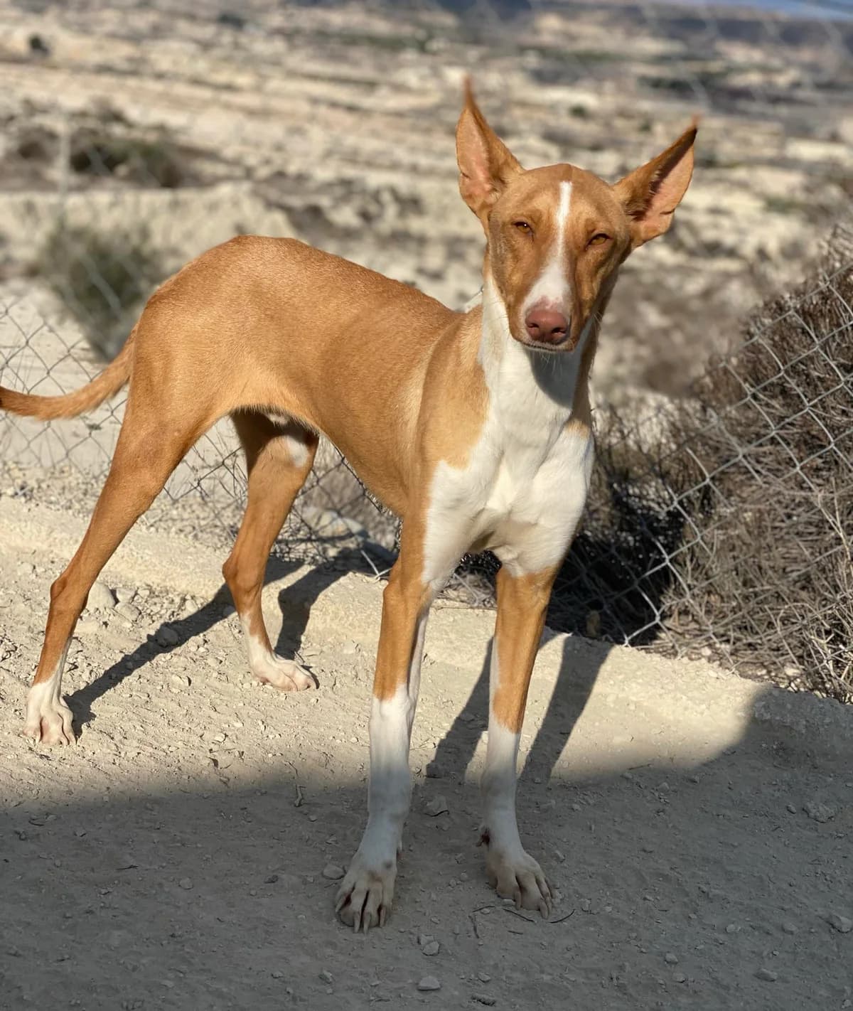 Jasper, male Podenco for adoption at Stichting Hobodogs