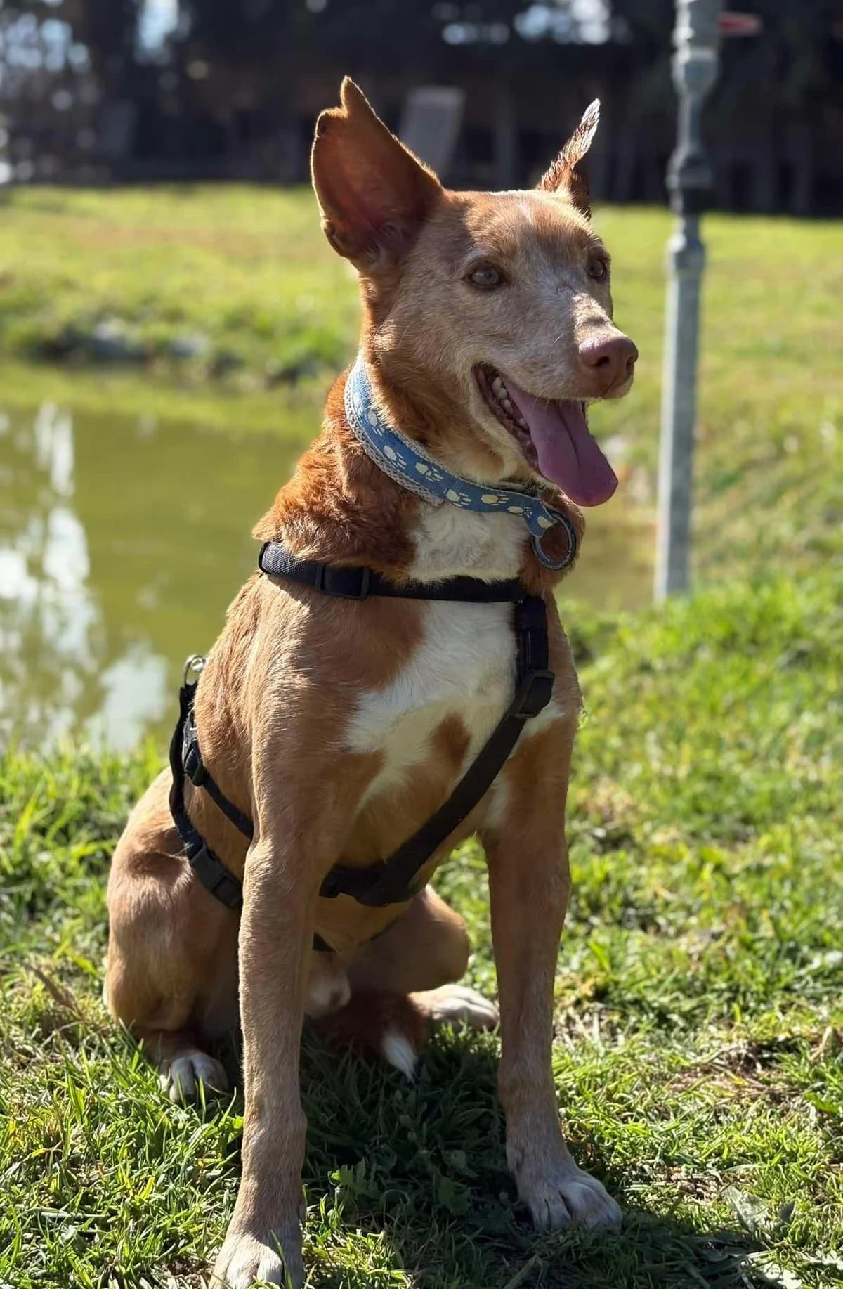 Milky, male Podenco for adoption at Stichting Hobodogs